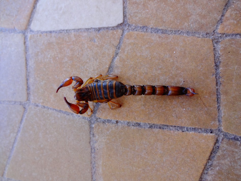 scorpion