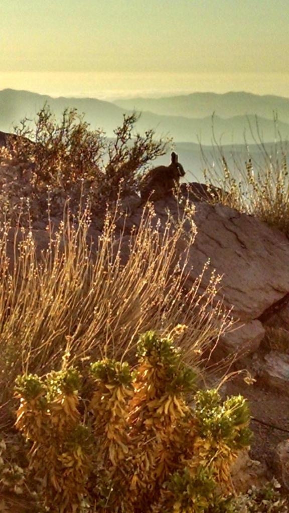 viscacha1