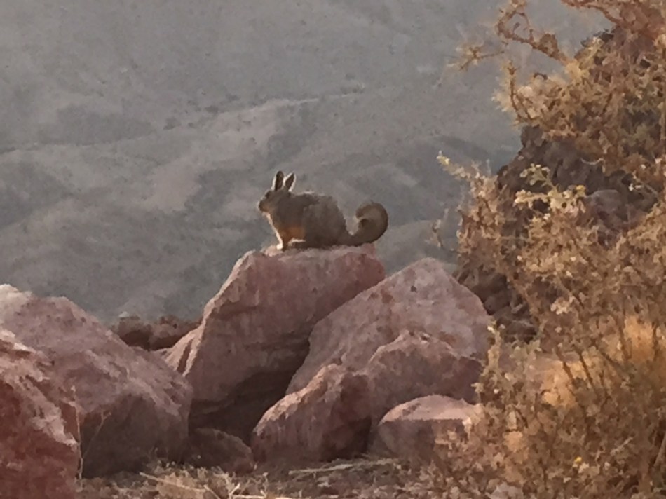 viscacha3